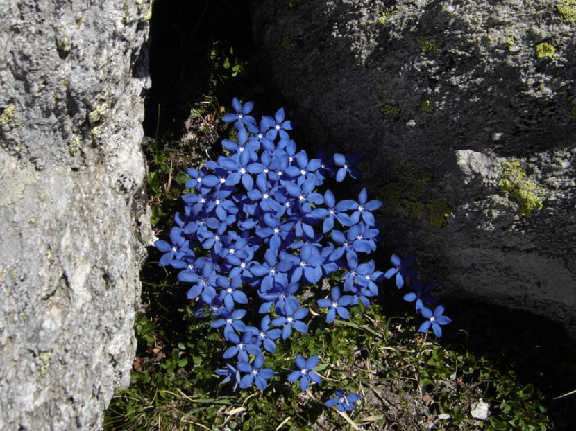 randonnes maurienne refuge fond aussois dent parrache